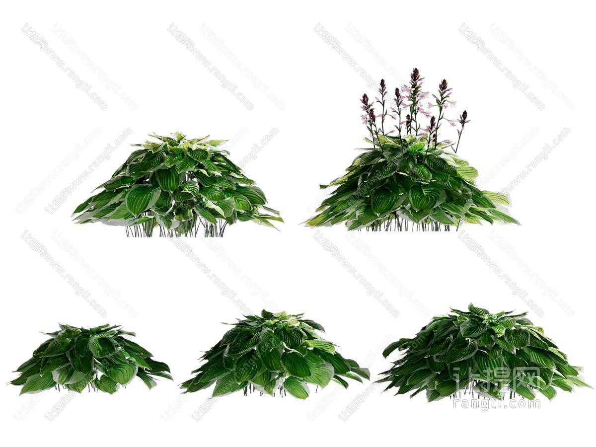 现代灌木