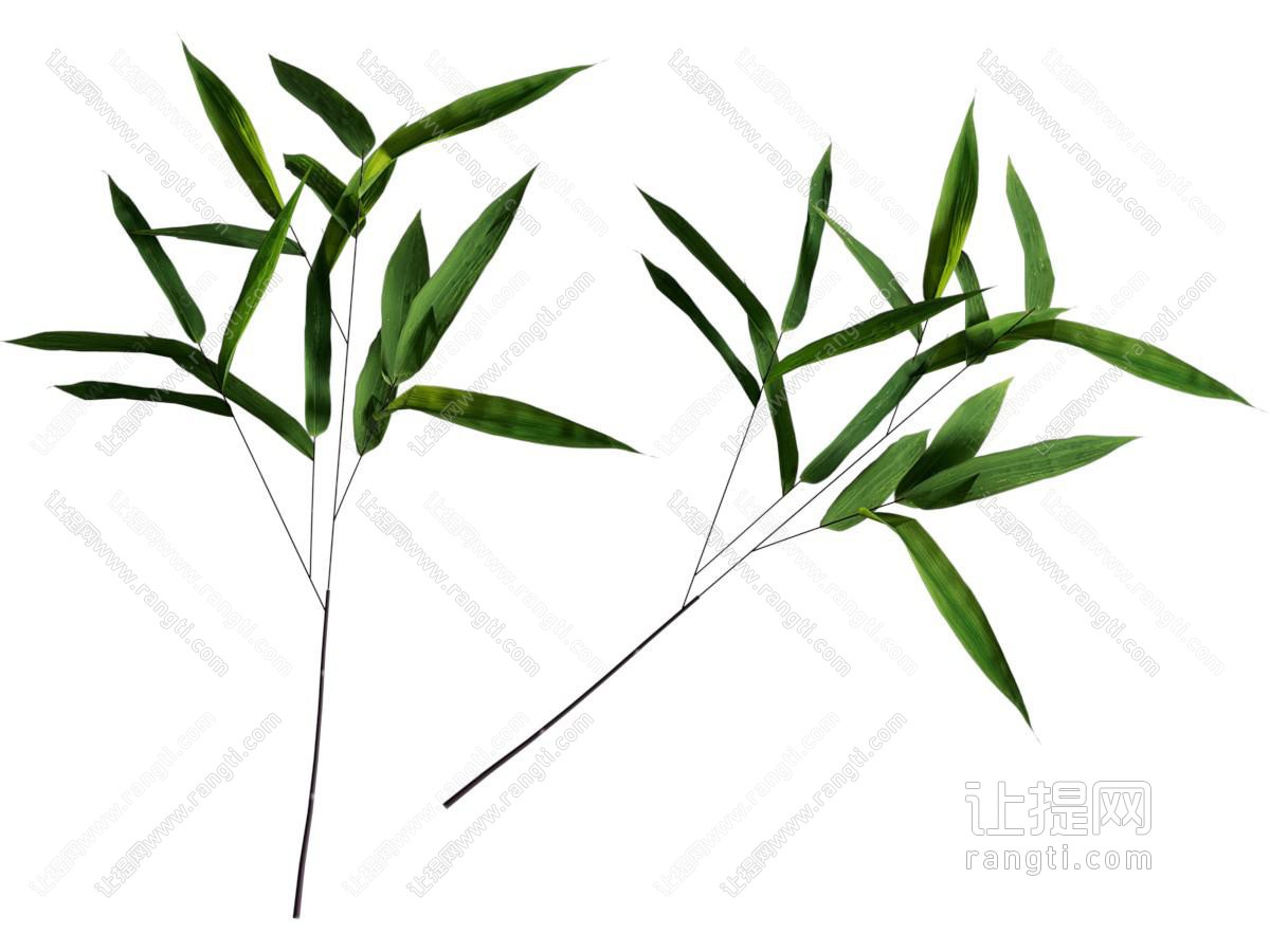 蔬菜树叶食物