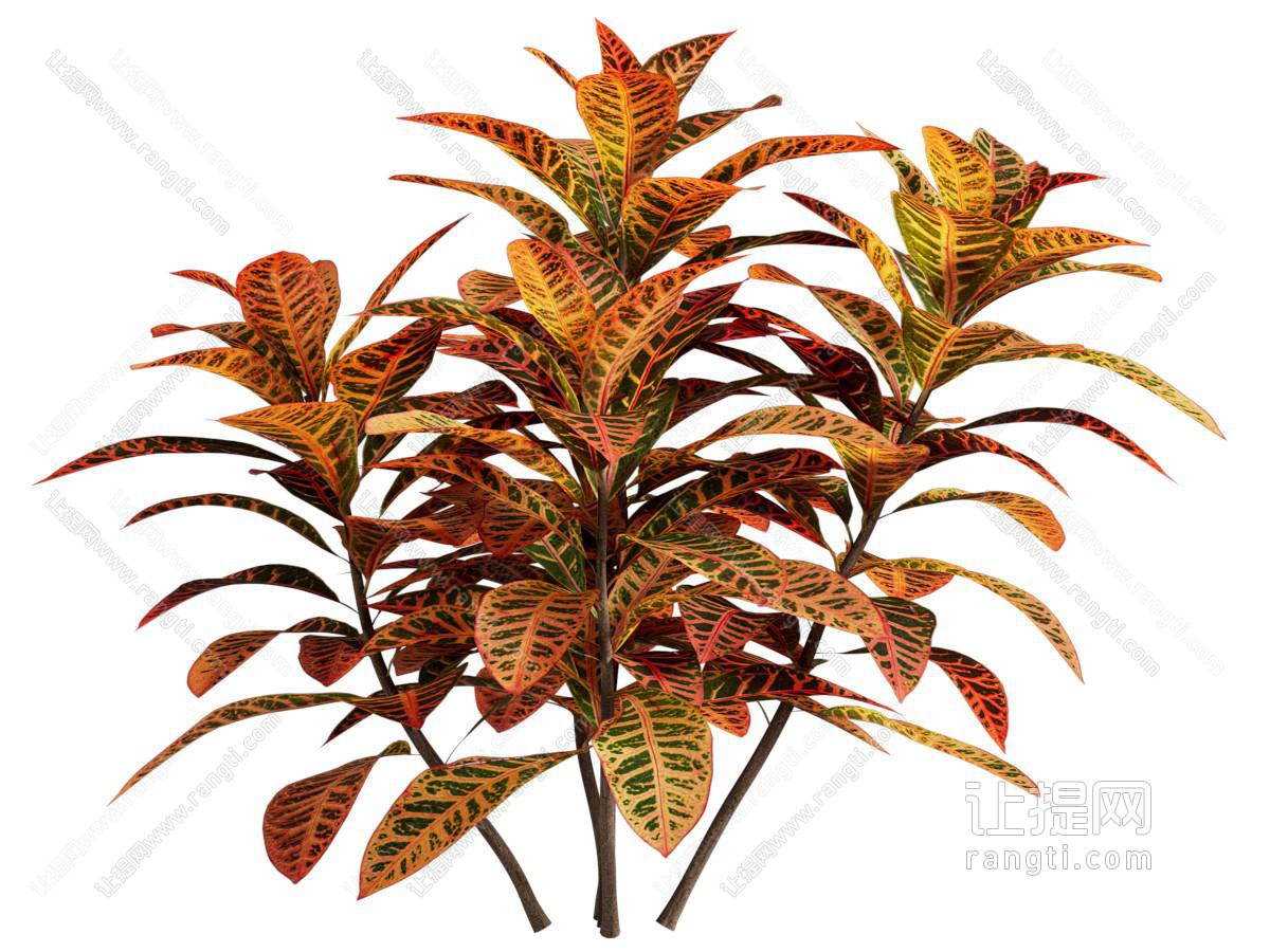 现代变叶木植物