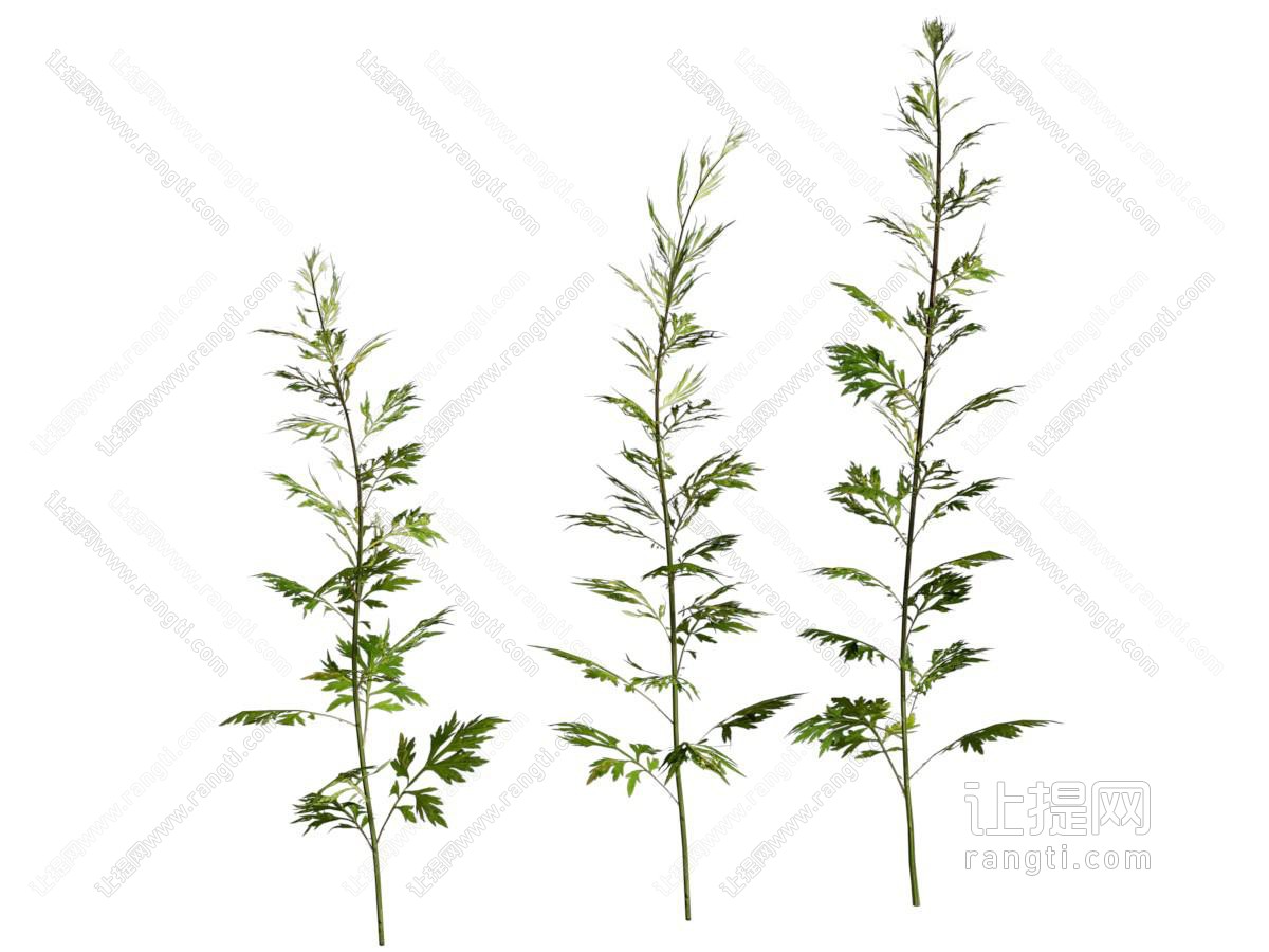现代蒿属植物艾草