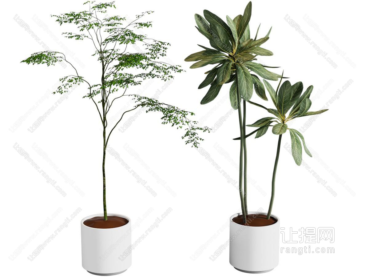 盆栽
