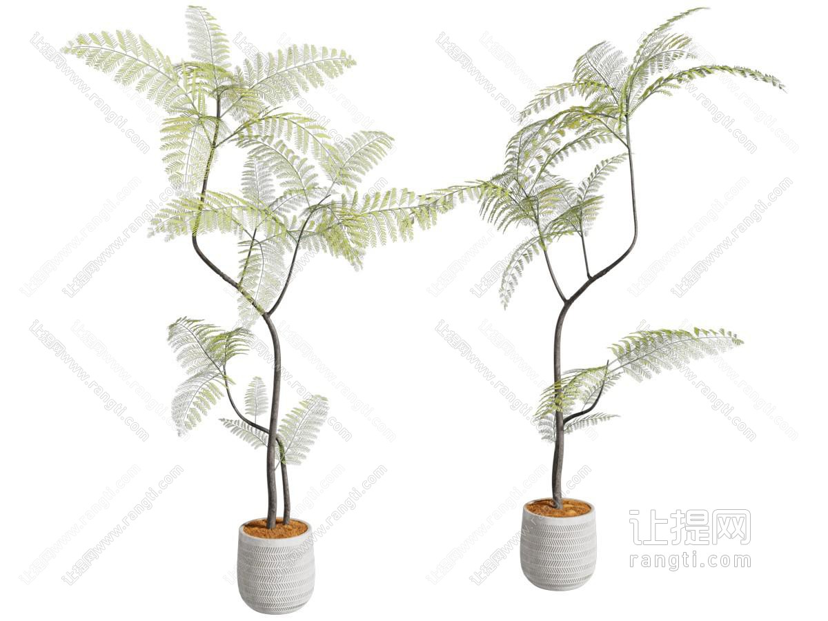 现代绿植盆栽 盆景