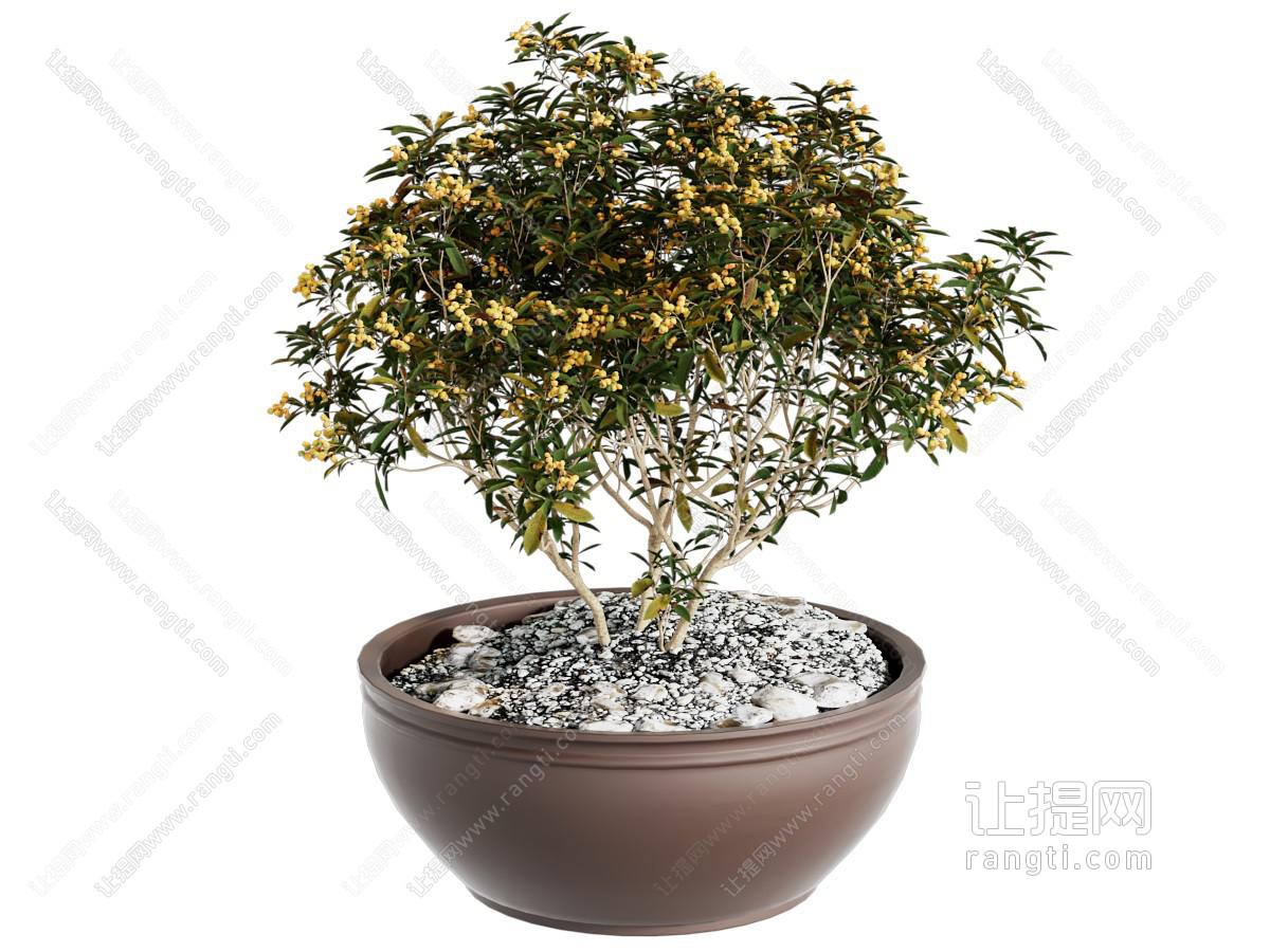 盆栽 花盆 绿植