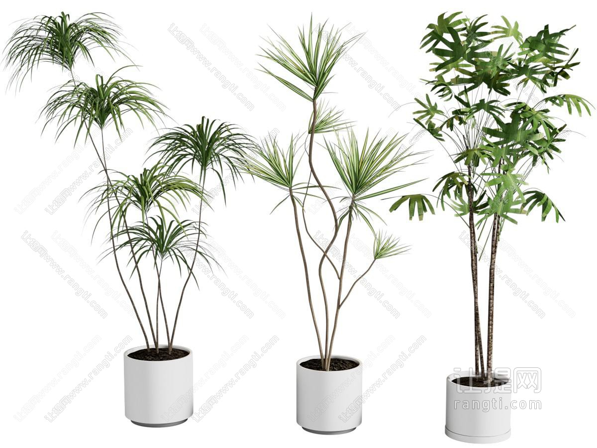 盆栽 现代绿植 植物