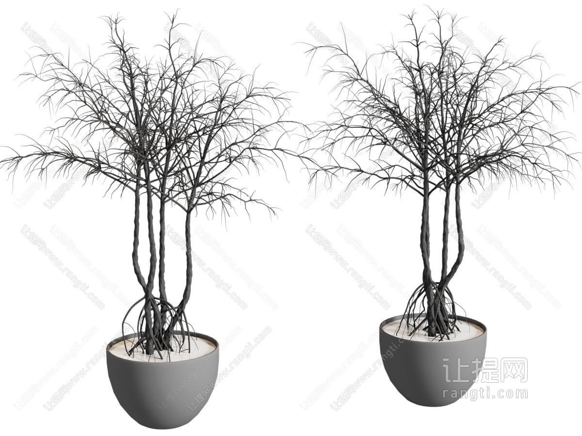 植物盆栽 家居盆栽