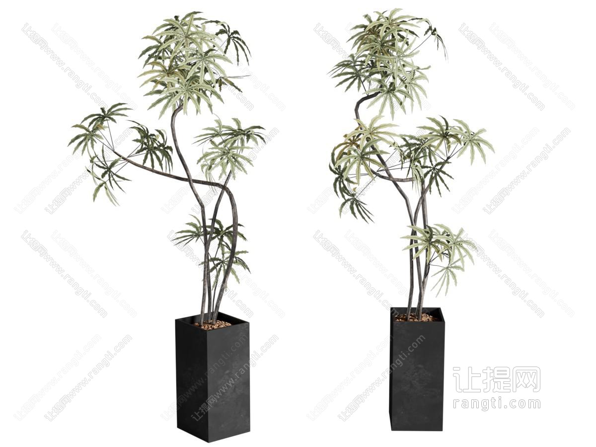 盆栽