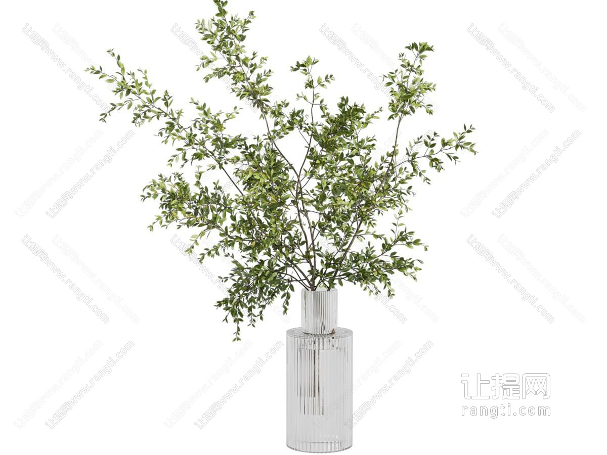水培绿植 水生植物