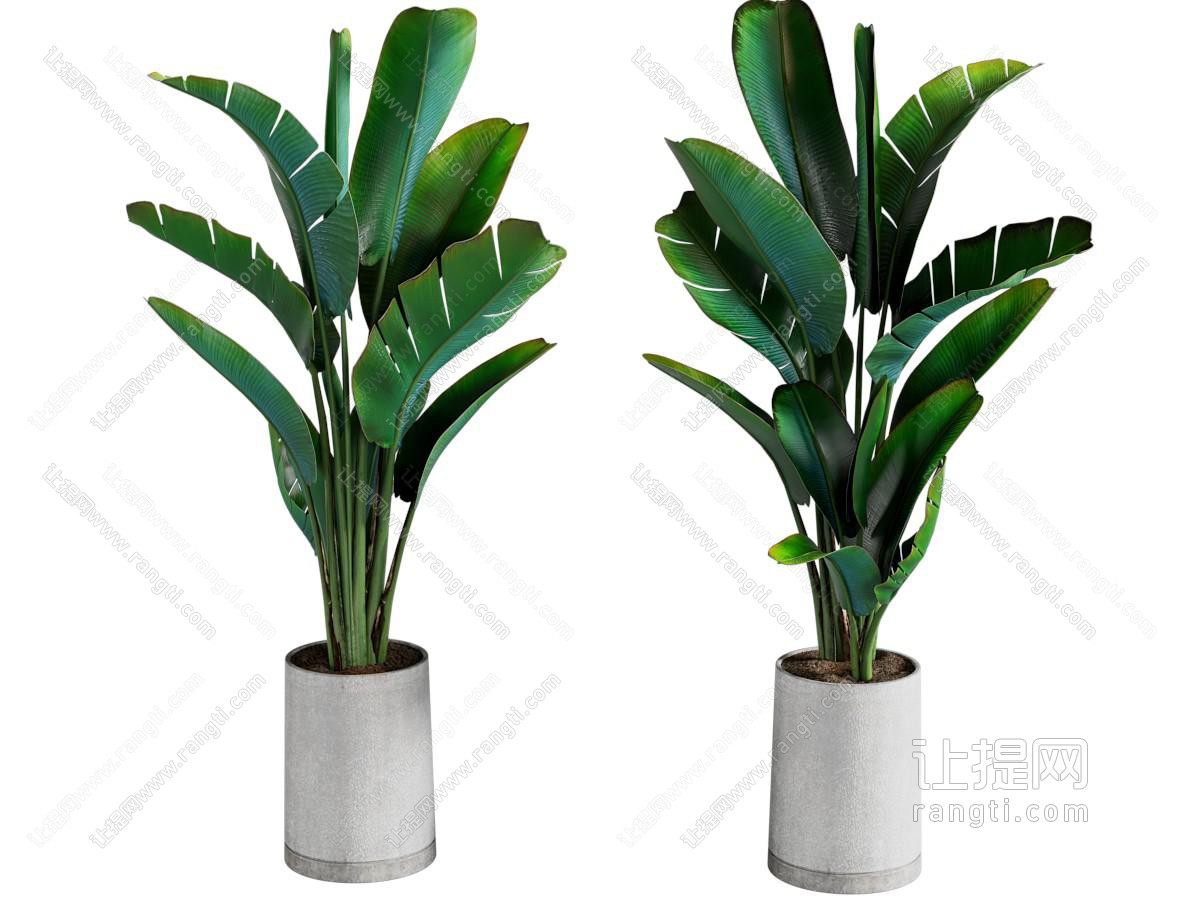 现代植物盆栽