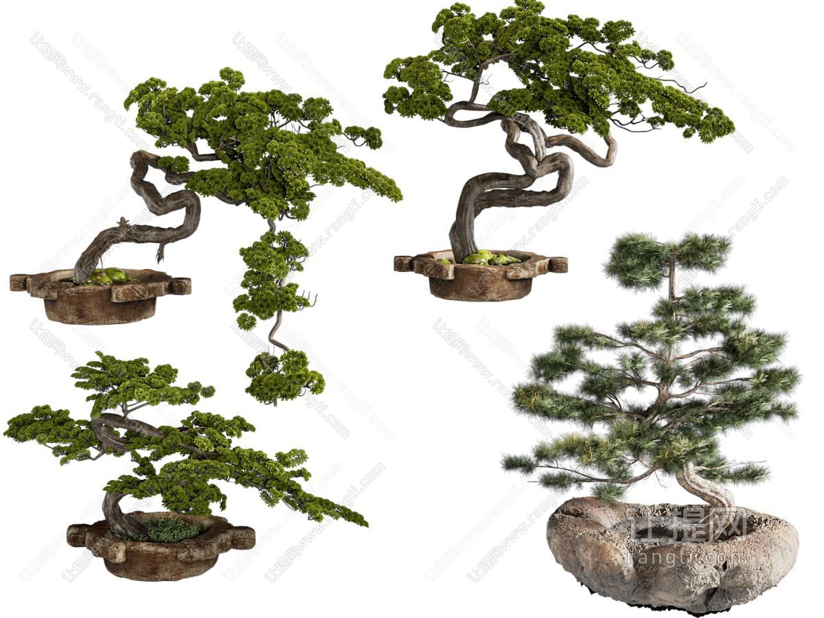 松树盆栽 盆景 绿植