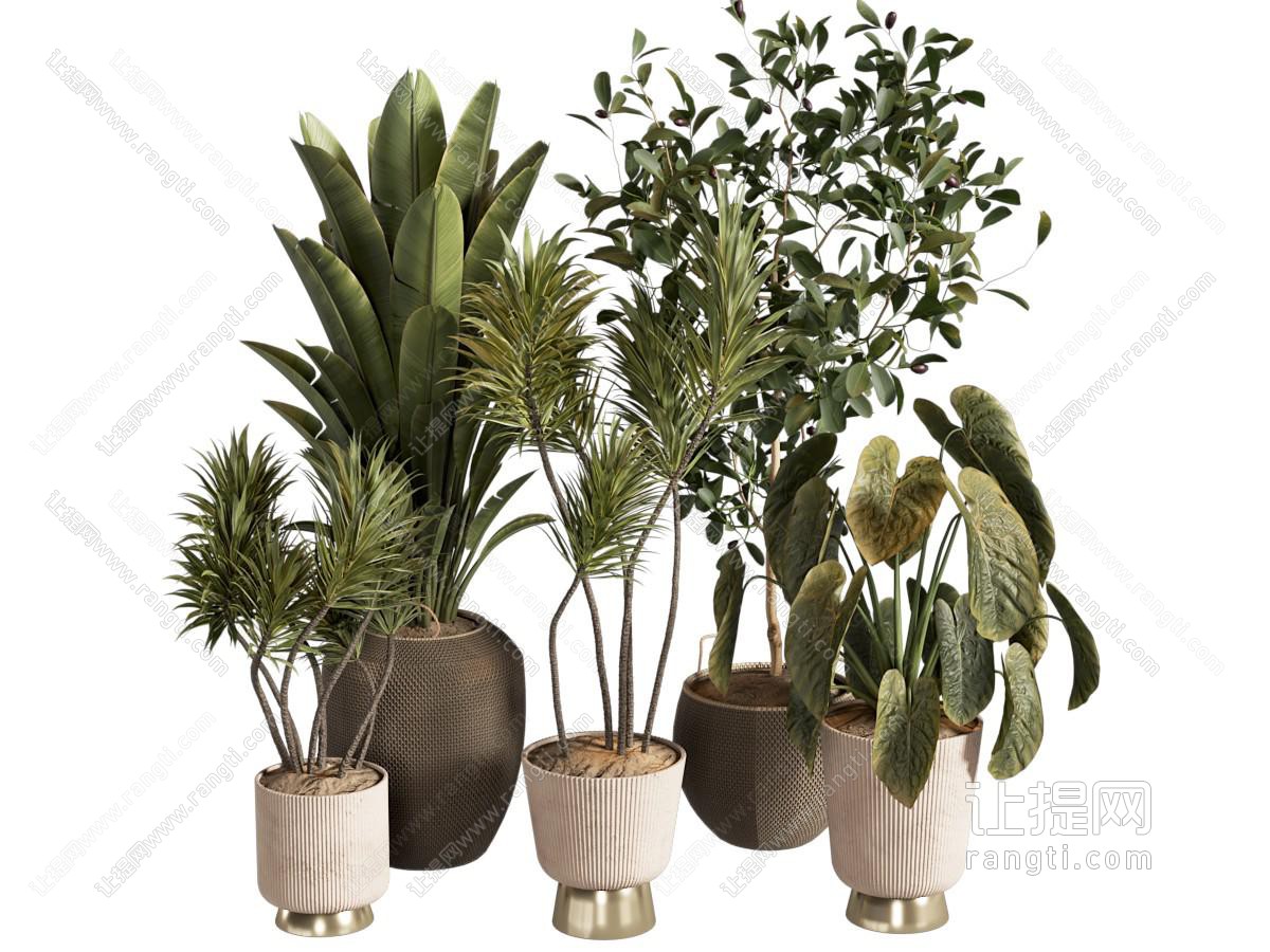 现代芭蕉植物盆栽组合
