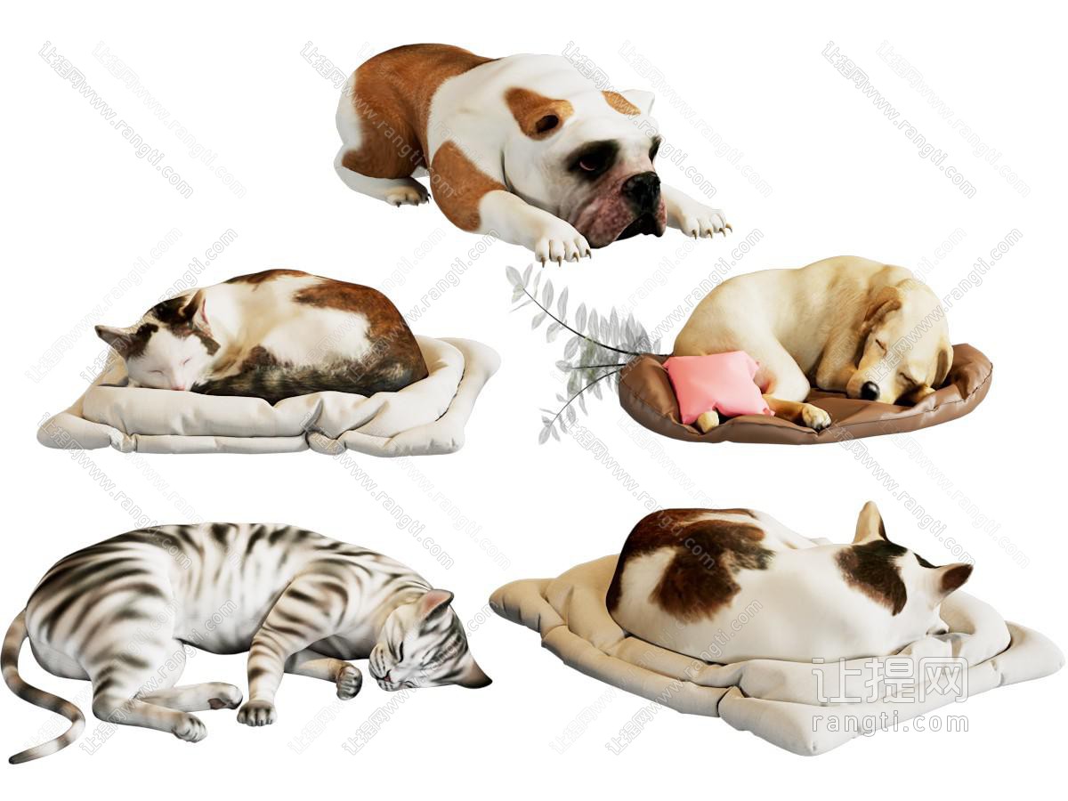 现代猫犬动物