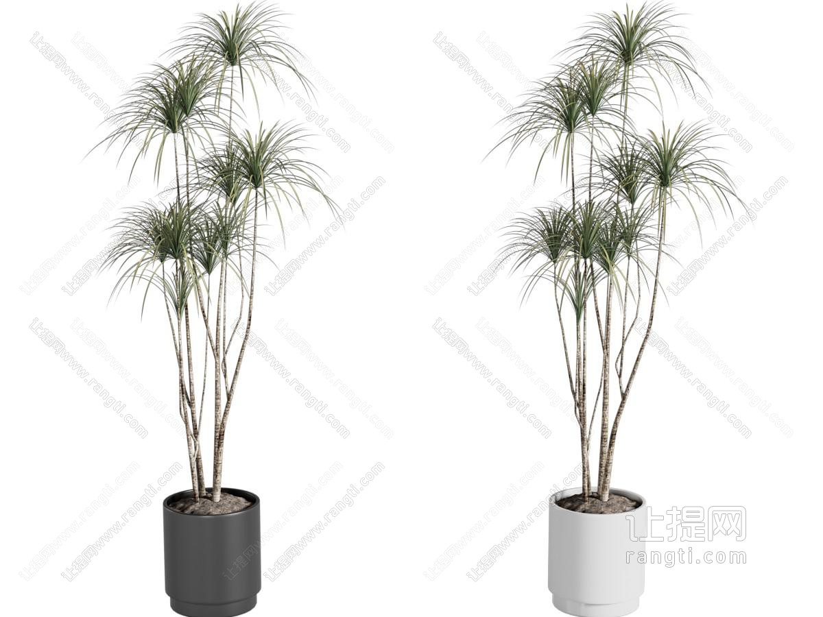 绿植盆栽 盆景