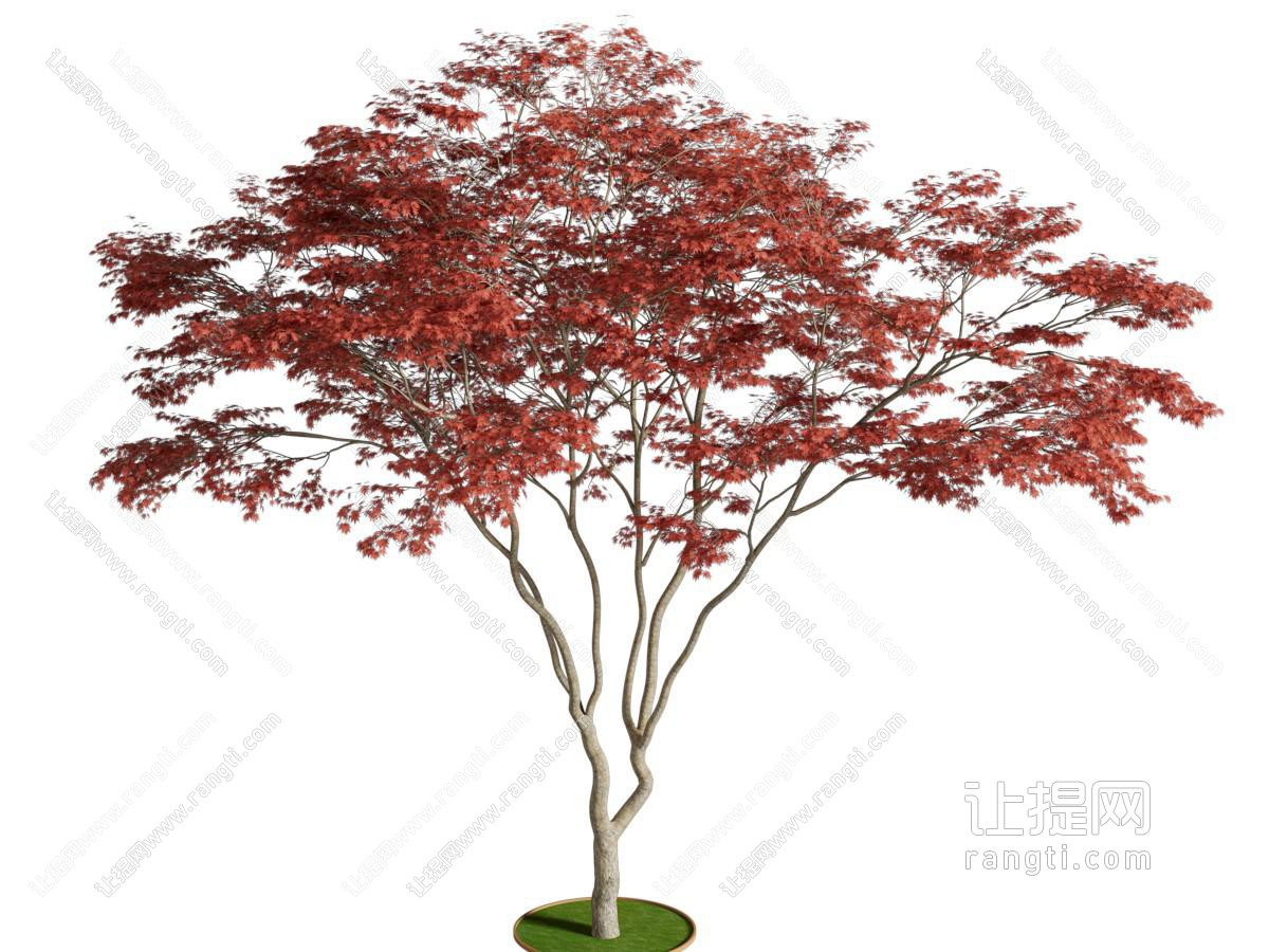 现代红枫树植物类