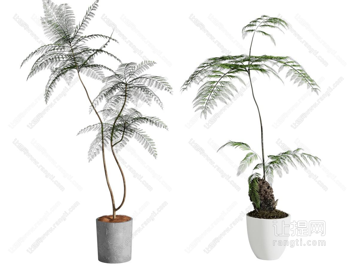 盆景 植物盆栽 绿植摆件