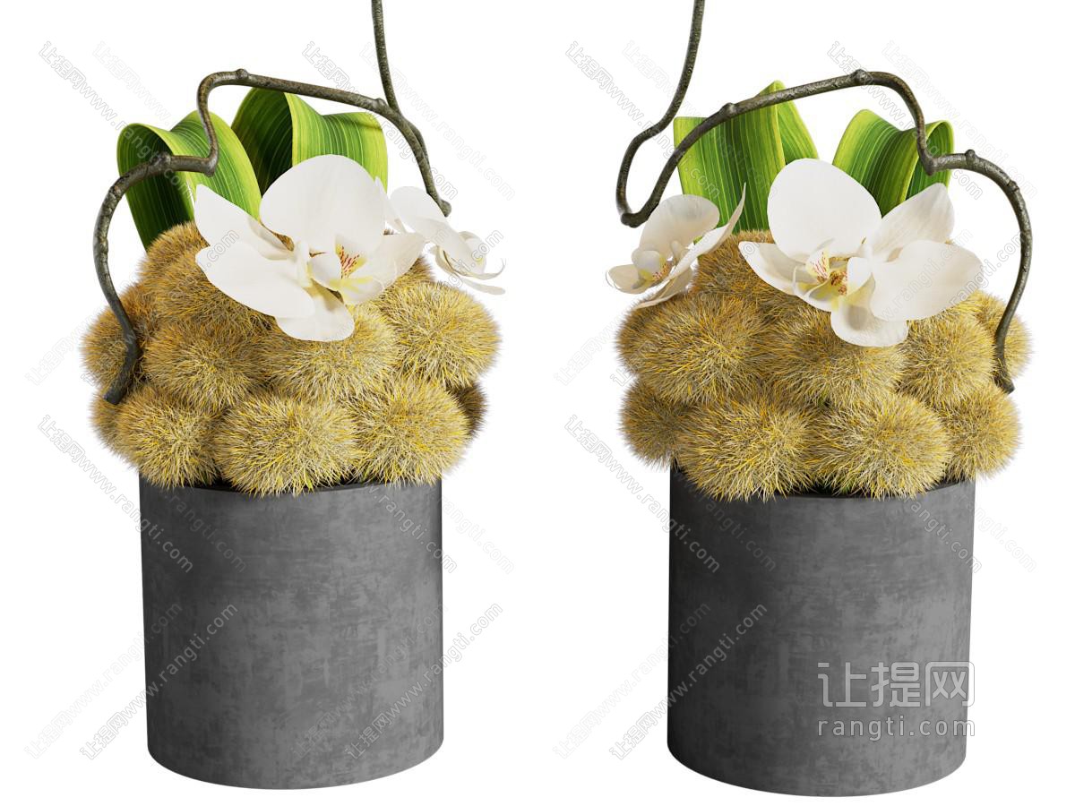 植物花艺兰花桌面摆件小植物小盆栽