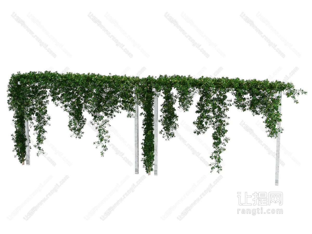 现代藤蔓 绿植 植物