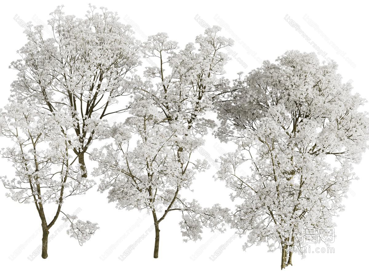 玉兰树花树