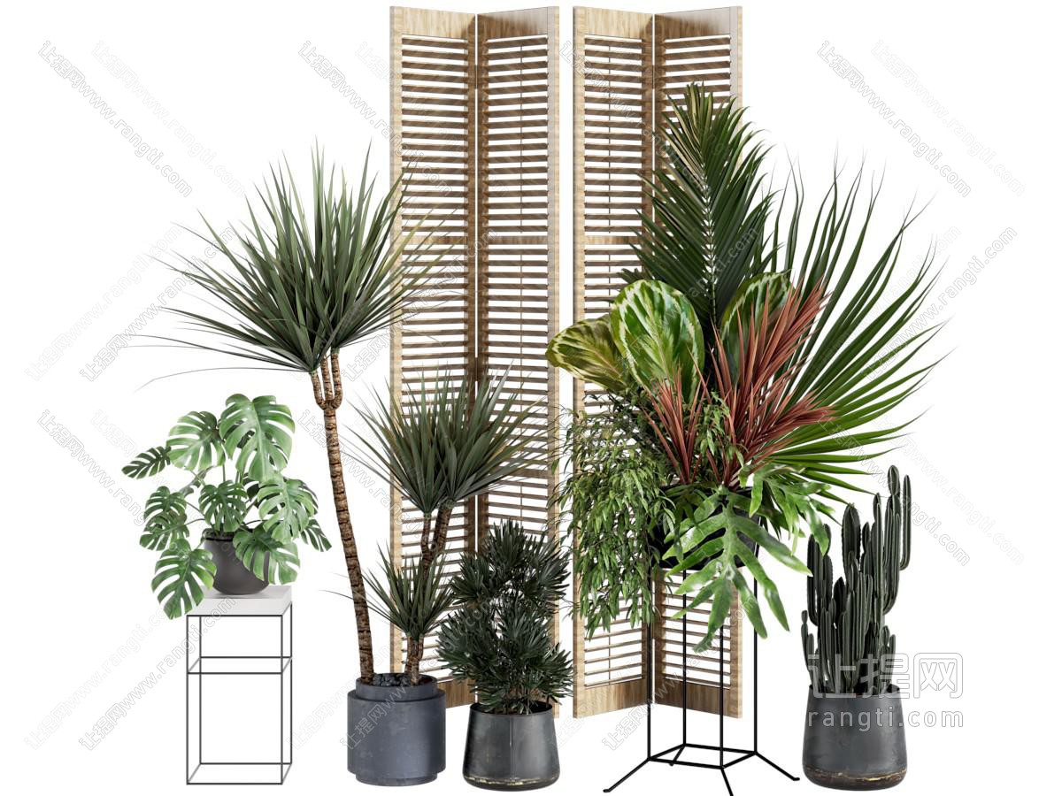 热带植物盆栽