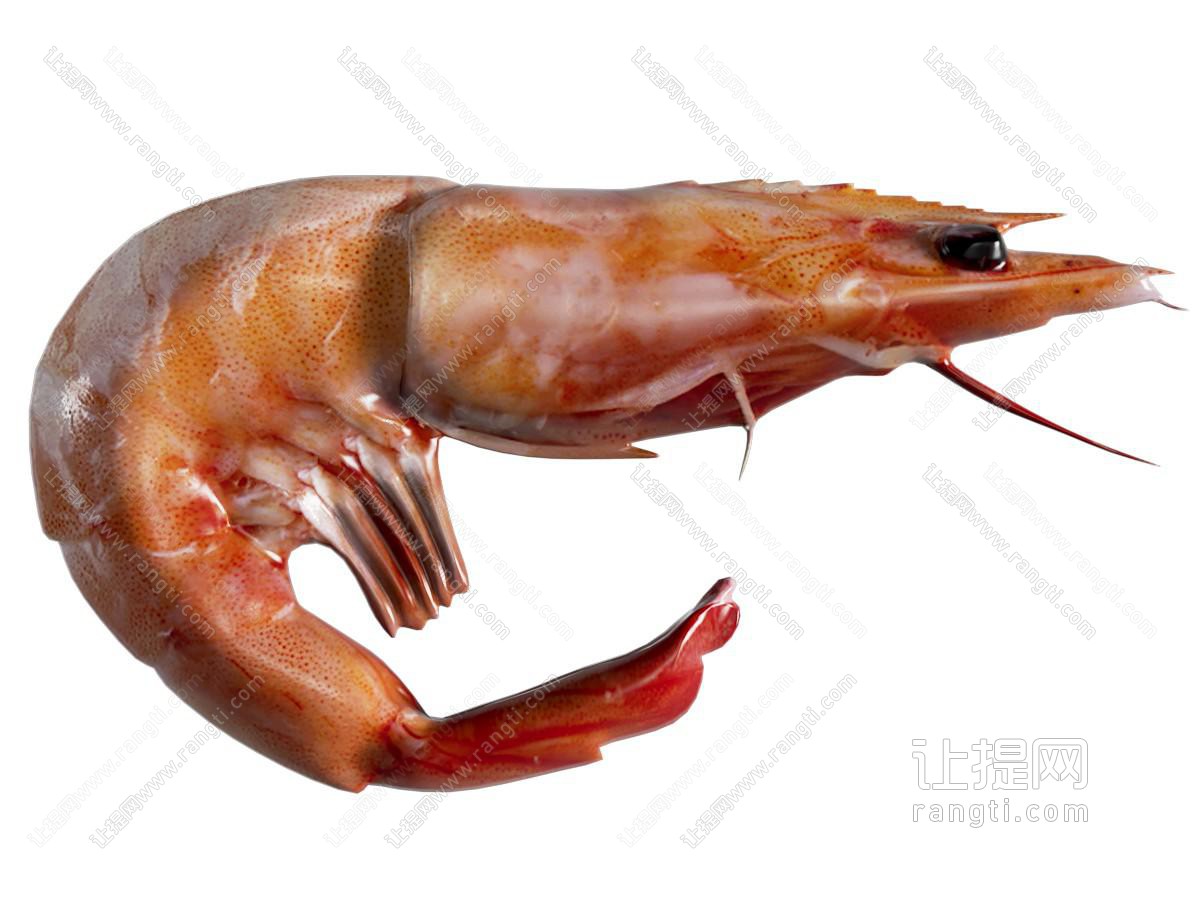 现代阿根廷红虾类生鲜食材 熟虾