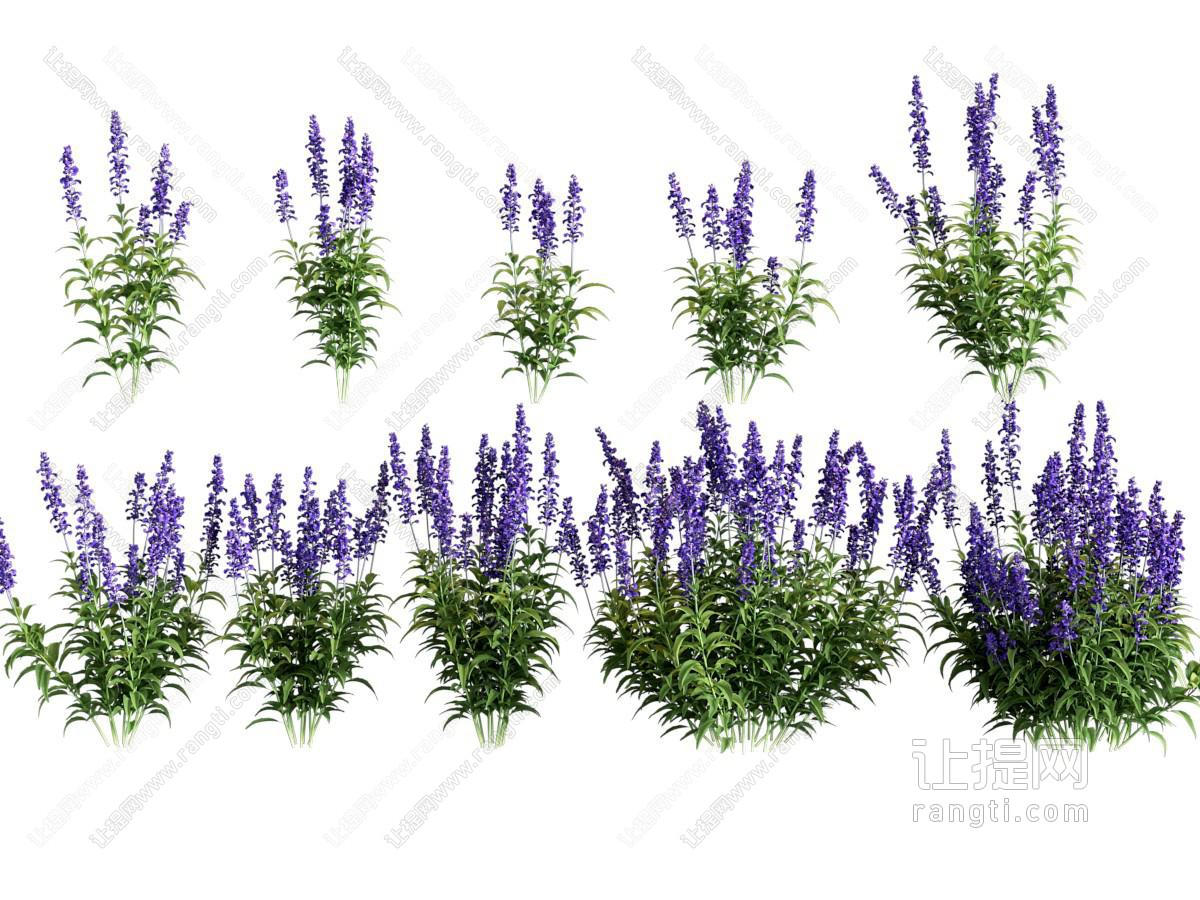 现代薰衣草花卉花草植物