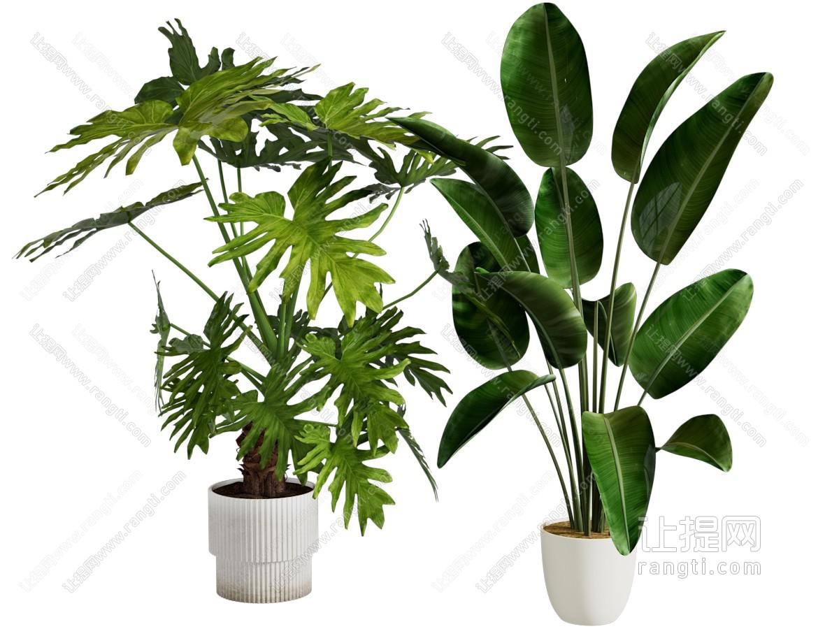 现代花盆盆景盆栽植物