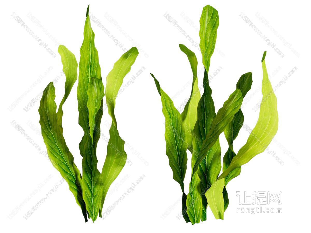 现代海带 水生植物 花草