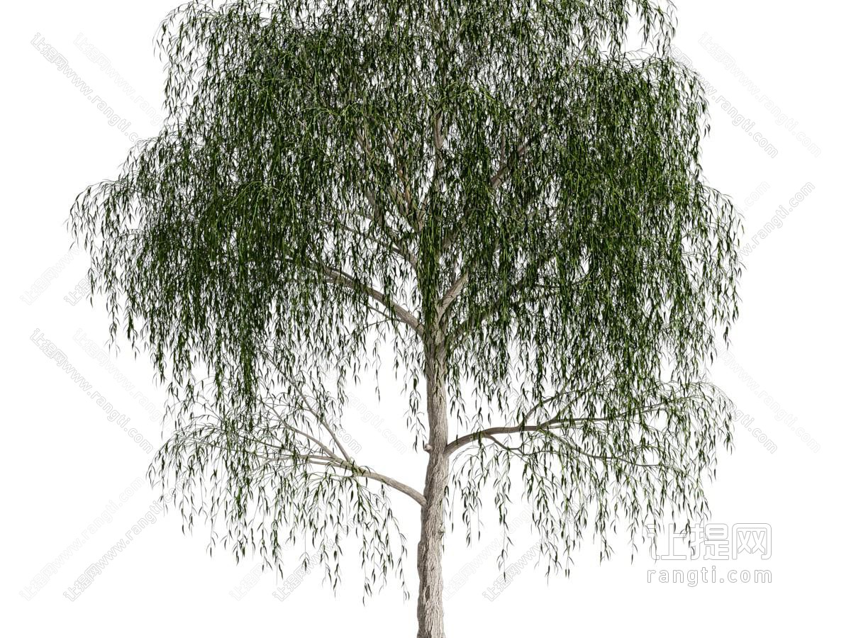 柳树 垂柳 行道树 孤植树 乔木 园林景观树木