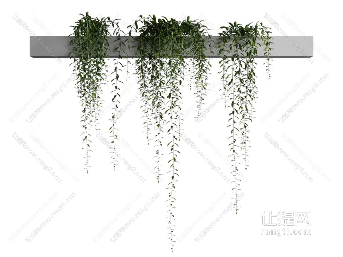 现代藤蔓植物