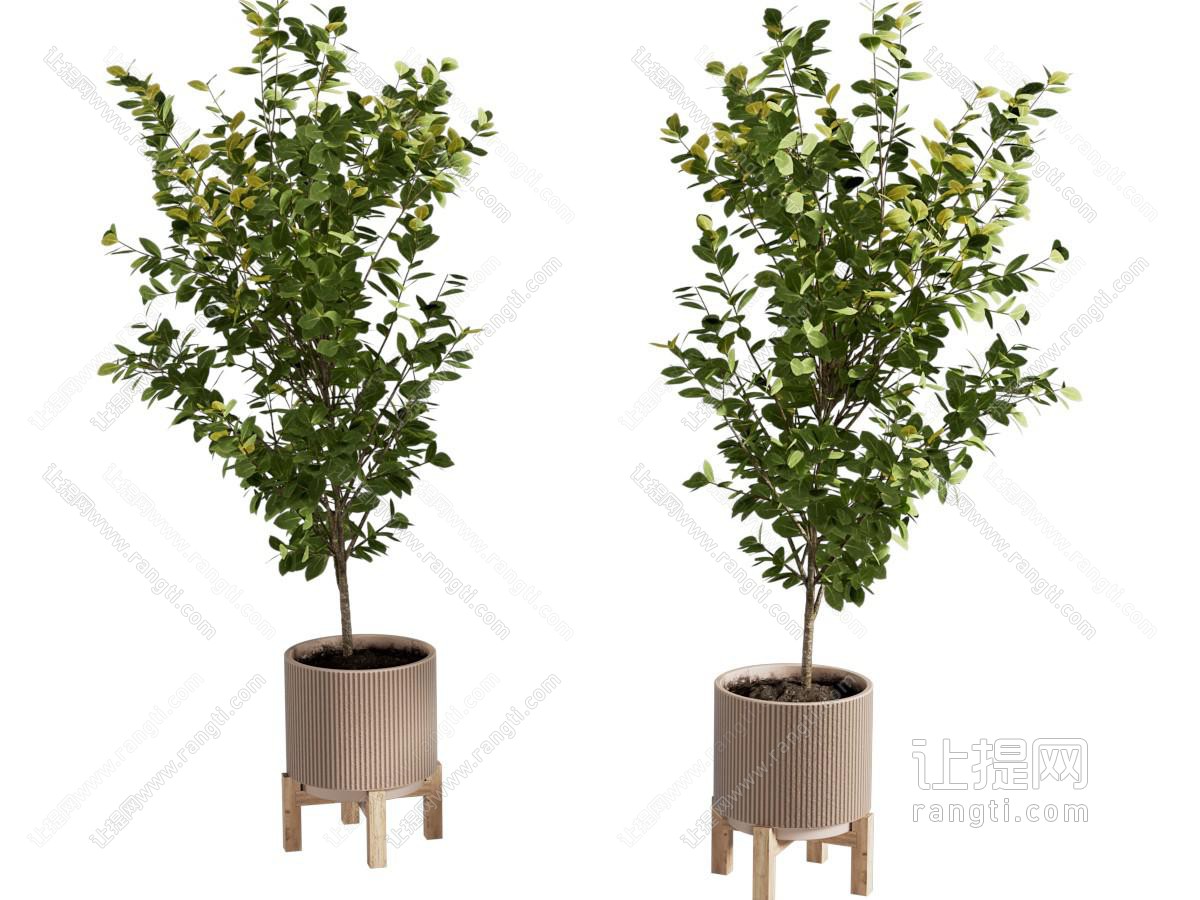 盆栽