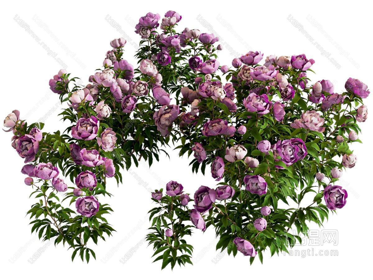 现代芍药 牡丹花草花卉
