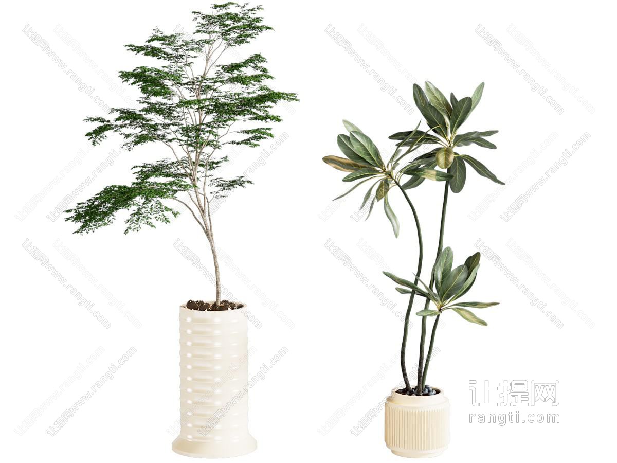 现代花盆盆景盆栽植物