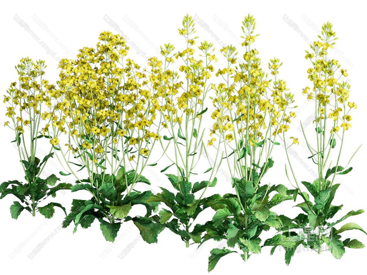 现代油菜花花草农作物