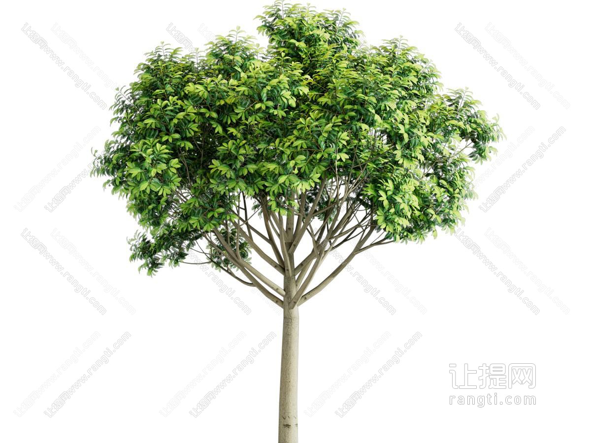 现代景观树 植物天竺桂