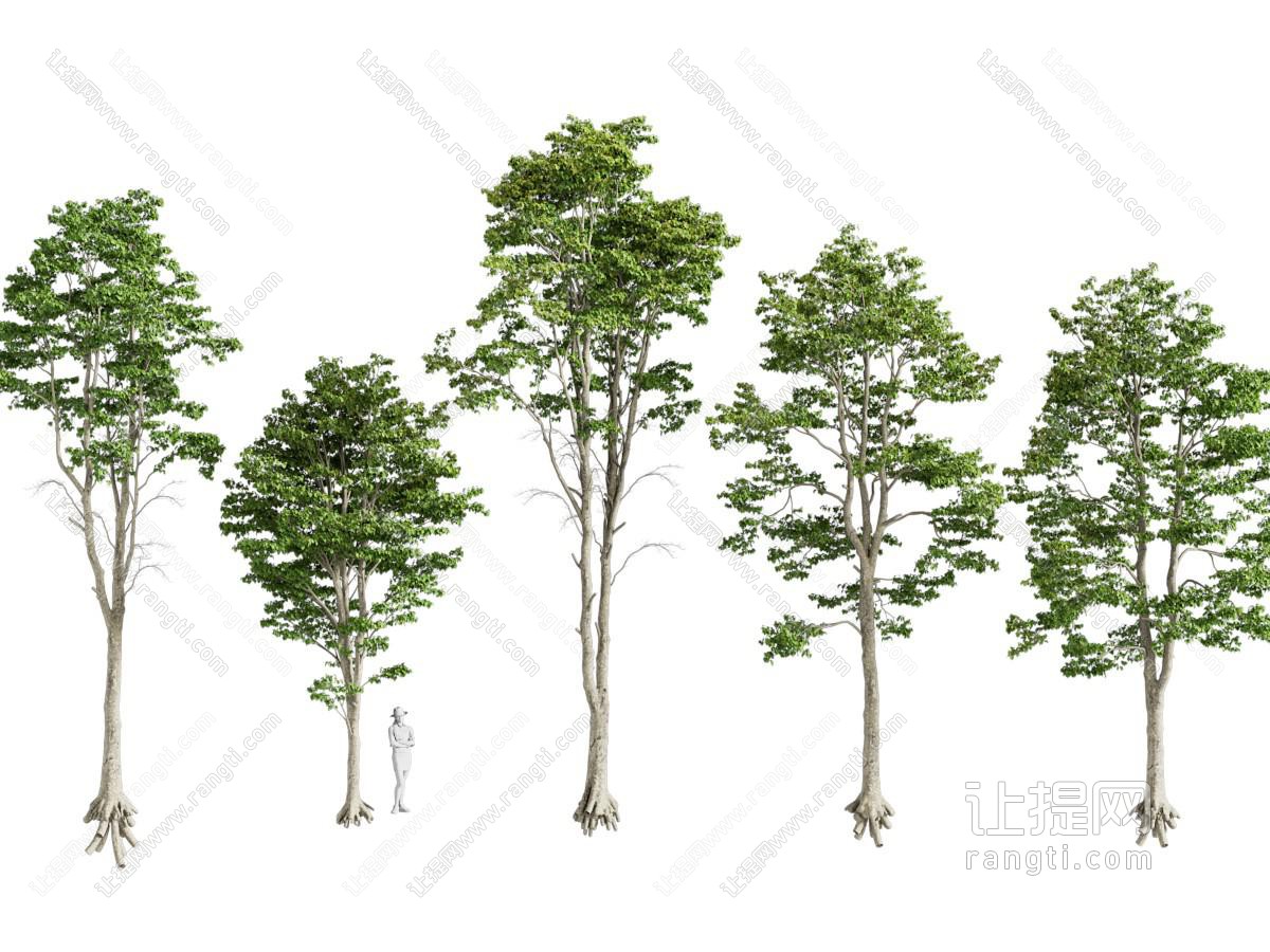 现代景观树木