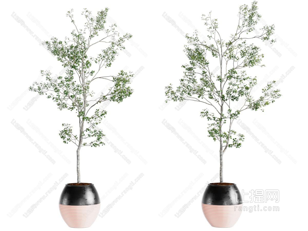 现代盆景植物组合