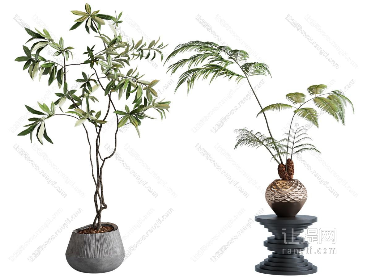 蕨类绿植盆栽