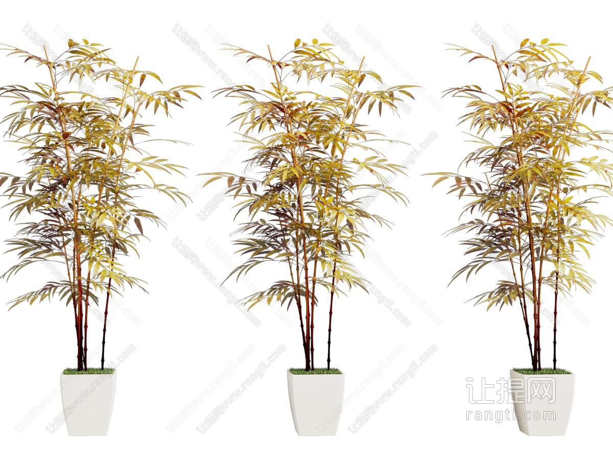 现代竹子盆景盆栽植物