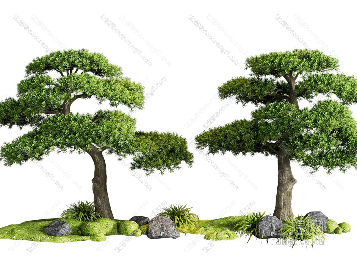 新中式罗汉松 松树 黑松 植物造景 庭院小品 花草 苔藓
