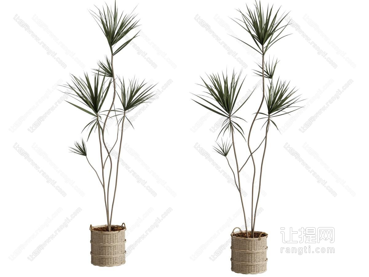 植物盆栽 绿植 千年木
