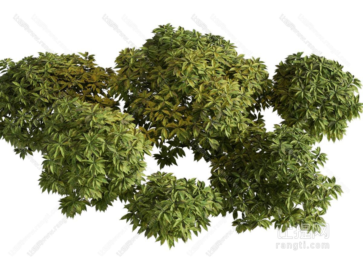 现代花叶青木
