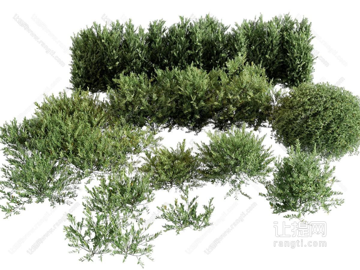 现代灌木丛植物