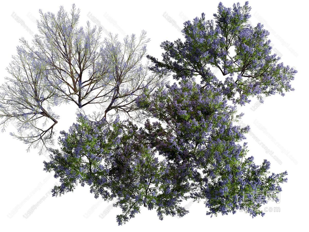 现代紫丁香花