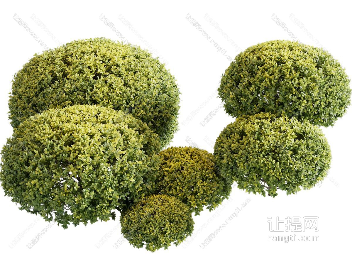 现代景观造型灌木